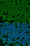 HCLS1 Binding Protein 3 antibody, 23-477, ProSci, Immunofluorescence image 
