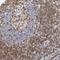 CD2 Molecule antibody, NBP1-87005, Novus Biologicals, Immunohistochemistry frozen image 