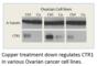Solute Carrier Family 31 Member 1 antibody, CTR1-101AP, FabGennix, Western Blot image 