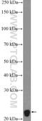 Myelin Basic Protein antibody, 10458-1-AP, Proteintech Group, Western Blot image 