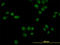 Nuclear receptor subfamily 1 group D member 1 antibody, LS-B4487, Lifespan Biosciences, Immunofluorescence image 