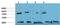 Tubulin Gamma 1 antibody, A06313, Boster Biological Technology, Western Blot image 