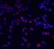 Interleukin-1 receptor accessory protein antibody, 2129, QED Bioscience, Immunofluorescence image 