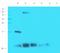 Colony Stimulating Factor 2 antibody, orb6090, Biorbyt, Western Blot image 