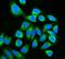 Kinectin 1 antibody, A05071-1, Boster Biological Technology, Immunofluorescence image 