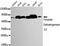 Dihydrolipoamide S-Acetyltransferase antibody, MBS475133, MyBioSource, Western Blot image 