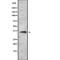 Olfactory Receptor Family 52 Subfamily H Member 1 antibody, PA5-67758, Invitrogen Antibodies, Western Blot image 