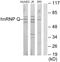 Synaptotagmin Binding Cytoplasmic RNA Interacting Protein antibody, LS-B9133, Lifespan Biosciences, Western Blot image 