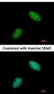 Exonuclease 1 antibody, NBP2-16391, Novus Biologicals, Immunofluorescence image 