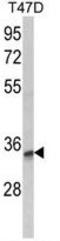 Tetraspanin 12 antibody, GTX81087, GeneTex, Western Blot image 