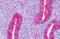 Phosphoribosylaminoimidazole Carboxylase And Phosphoribosylaminoimidazolesuccinocarboxamide Synthase antibody, MBS249092, MyBioSource, Immunohistochemistry frozen image 