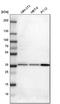 Syntaxin 7 antibody, HPA001467, Atlas Antibodies, Western Blot image 