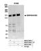 Mitogen-Activated Protein Kinase Kinase Kinase Kinase 4 antibody, NB100-74630, Novus Biologicals, Western Blot image 