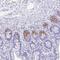 Immunity Related GTPase Cinema antibody, NBP2-32512, Novus Biologicals, Immunohistochemistry frozen image 