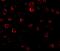 Interleukin 1 Receptor Associated Kinase 1 antibody, A01021-2, Boster Biological Technology, Immunofluorescence image 