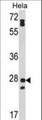 Family With Sequence Similarity 3 Member B antibody, LS-C166000, Lifespan Biosciences, Western Blot image 