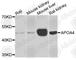 Apolipoprotein A4 antibody, A9792, ABclonal Technology, Western Blot image 