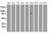 Tripartite Motif Containing 2 antibody, MA5-25218, Invitrogen Antibodies, Western Blot image 