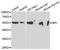 Bactericidal Permeability Increasing Protein antibody, MBS2518103, MyBioSource, Western Blot image 
