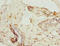 Zinc Finger Protein 232 antibody, orb357739, Biorbyt, Immunohistochemistry paraffin image 