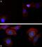 Microtubule Associated Protein 1 Light Chain 3 Beta antibody, 710014, Invitrogen Antibodies, Immunofluorescence image 