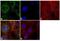 Tubulin Alpha 1b antibody, PA5-21979, Invitrogen Antibodies, Immunofluorescence image 