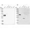 Sperm Equatorial Segment Protein 1 antibody, PA5-62301, Invitrogen Antibodies, Western Blot image 