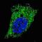 Microtubule Associated Protein 1 Light Chain 3 Alpha antibody, abx029971, Abbexa, Western Blot image 