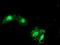 eIF-5A2 antibody, M05688, Boster Biological Technology, Immunofluorescence image 