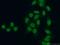 Bromodomain Containing 3 antibody, 11859-1-AP, Proteintech Group, Immunofluorescence image 