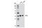 Phosphate Cytidylyltransferase 1, Choline, Alpha antibody, 6931S, Cell Signaling Technology, Western Blot image 