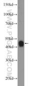 TAR DNA Binding Protein antibody, 18280-1-AP, Proteintech Group, Western Blot image 