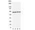 Oat2 antibody, R31312, NSJ Bioreagents, Western Blot image 