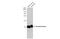 Phospholamban antibody, GTX109254, GeneTex, Western Blot image 