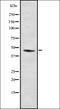 Nuclear Receptor Subfamily 2 Group F Member 2 antibody, orb378232, Biorbyt, Western Blot image 