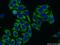 Lanosterol Synthase antibody, 18693-1-AP, Proteintech Group, Immunofluorescence image 