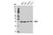 Mitochondrial Calcium Uniporter antibody, 14997S, Cell Signaling Technology, Western Blot image 