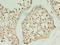 Kelch Like Family Member 12 antibody, LS-C377677, Lifespan Biosciences, Immunohistochemistry frozen image 
