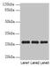 Peroxisomal Biogenesis Factor 11 Beta antibody, CSB-PA017796LA01HU, Cusabio, Western Blot image 