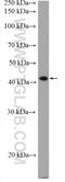 Core 1 Synthase, Glycoprotein-N-Acetylgalactosamine 3-Beta-Galactosyltransferase 1 antibody, 27569-1-AP, Proteintech Group, Western Blot image 