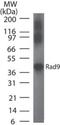 Cell cycle checkpoint control protein RAD9A antibody, NB120-13600, Novus Biologicals, Western Blot image 