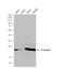 Transgelin antibody, NBP1-33003, Novus Biologicals, Western Blot image 