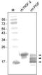 Placental Growth Factor antibody, NB600-1012, Novus Biologicals, Western Blot image 