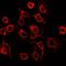 Zinc Finger Protein 561 antibody, orb78221, Biorbyt, Immunofluorescence image 