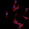 Somatostatin Receptor 1 antibody, orb315713, Biorbyt, Immunofluorescence image 