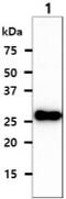 CD16 antibody, MBS200325, MyBioSource, Western Blot image 