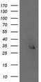 DNA excision repair protein ERCC-1 antibody, CF501184, Origene, Western Blot image 