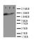 Toll-like receptor 10 antibody, LS-C313093, Lifespan Biosciences, Western Blot image 