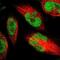 Methyltransferase Like 1 antibody, NBP1-88386, Novus Biologicals, Immunofluorescence image 