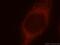 Chaperonin Containing TCP1 Subunit 7 antibody, 15994-1-AP, Proteintech Group, Immunofluorescence image 